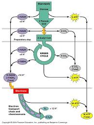 Krebs Cycle Understand This Before You Start Feeling Too Comfortable About Your Knowledge In Nutrition And Training Top Biochemistry Biology Teaching Biology
