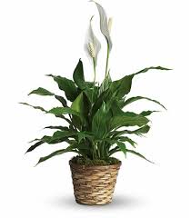 Find the best florists for all occasions from valentine's day and mother's day to birthdays, anniversaries, and funerals. Flower Delivery Long Beach Online Florist Long Beach
