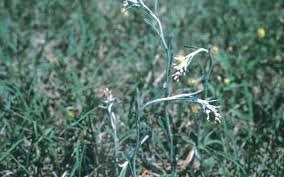 Image result for Gnaphalium purpureum