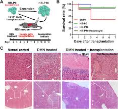 Whatever an organism does for survival it does for the survival of its cells. Synergistic Modulation Of Signaling Pathways To Expand And Maintain The Bipotency Of Human Hepatoblasts Stem Cell Research Therapy Full Text