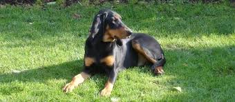 Image result for jurský honič