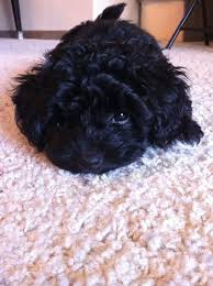 Black And Tan Yorkie Poo Puppies For Sale Pin By Sarah Kiefer On Nani Spix Yorkie Poo Puppies Puppies Poodle Puppy Black