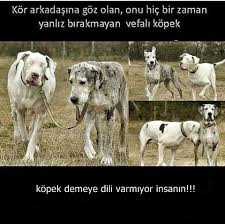 untitled hayvan sozleri hayvan haklari evcil hayvanlar