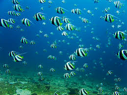 In other words, you can't have too many fish in a school. Shoaling And Schooling Wikipedia