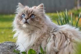 ‪19 Cutest Cat Breeds You Can't Wait to Adopt‬‏