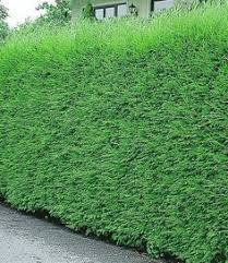 Leyland Zypressen Hecke 1a Pflanzen Kaufen Baldur Garten Hecke Pflanzen Leyland Zypresse Heckenpflanzen
