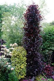 Fagus Sylvatica Beech Dawyck Purple Landscape Trees Columnar Trees Trees To Plant