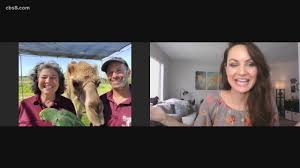 Open to the public a few times a year. Virtual Hump Day With Oasis Camel Dairy Cbs8 Com