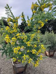 Image result for Acacia podalyriifolia