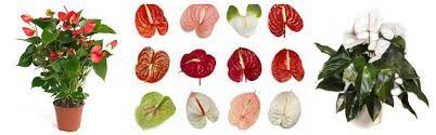 Anturium Cara Menanam Dan Merawat Bunga Anthurium