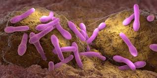 Image result for Botulism