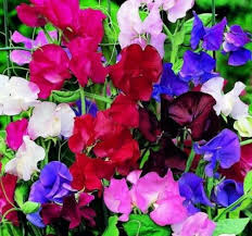 Check spelling or type a new query. The 10 Most Popular Flowers Grown In The Uk