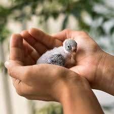 Care for exotic pets at cleveland park animal hospital. Avian Exotic Veterinary Care In North Boulder