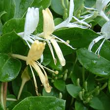 Water plants in dry spells and feed with a general purpose. Lonicera Japonica Halliana Japanese Honeysuckle Gardeners Dream