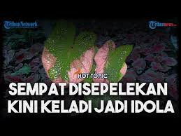 Hot Topic Demam Keladi Melanda Dari Tanaman Pinggir Jalan Hingga Laku Jutaan Rupiah Youtube