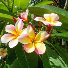 Image result for Plumeria rubra