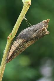 We did not find results for: Tiger Swallowtail Papilio Glaucus Life Cycle