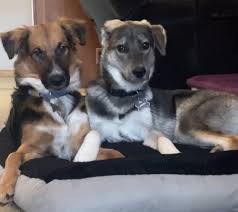All Sato Rescue