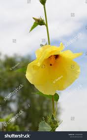 Image result for Hibiscus dongolensis