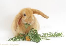 Carrots and rabbits seem like the perfect pairing, mainly thanks to a certain cartoon bunny. Young Sandy Lop Rabbit Eating Carrot Tops Photo Wp17243