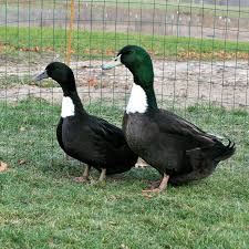 Black And Yellow Duckling Black Swedish Ducklings Purely Poultry Ducklings Livestock Conservancy Duck Photo