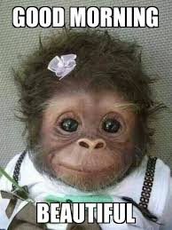 Happy cat closeup portrait with funny smile on cardboard. Funny Good Morning Wishes Pictures Images