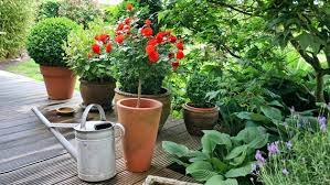 The orangerie museum is located in the heart of paris on the place de la concorde. Rosen Im Topf Pflanzen Und Uberwintern Ndr De Ratgeber Garten Zierpflanzen
