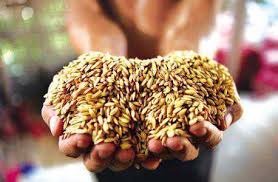 Hasil carian imej untuk 粮食美元