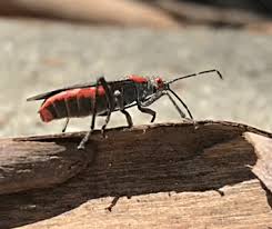Palo verde beetles spend most of their lives as subterranean grubs feeding on the roots of palo verde trees. The Red Shouldered Bug A True Bug Box Elder Look Alike