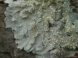 Image result for Pouchetia baumanniana