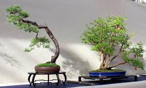 Image result for rosemary bonsai