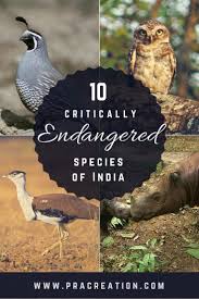 Most Current Absolutely Free Endangered Species Of India Ideas In 2020 Critically Endangered Species Endangered Species Endangered