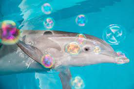 Buzzfeed editor keep up with the latest daily buzz with the buzzfeed daily newsletter! Dolphin Facts Quiz Clearwater Marine Aquarium