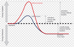 Maybe you would like to learn more about one of these? Aktivierungsenergie Chemische Reaktion Enzym Exotherme Reaktion Chemische Reaktion Aktivierung Aktivierungsenergie Adenosintriphosphat Png Pngwing