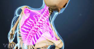 Anatomy of upper back organs. Understanding Upper Back And Chest Pain