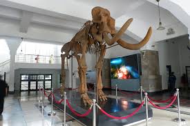 Yang ditampilkan di sini adalah iklan lowongan yang sesuai dengan kueri anda. Museum Geologi Bandung Wisata Masa Lalu Menemui T Rex