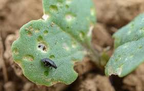 La Lutte Biologique Contre Les Altises Feuilles De Plantes Conseils De Jardinage Jardinage