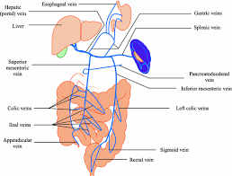 The stress response is the body's way of protecting you. Structural And Functional Organization Of The Gastrointestinal Tract Springerlink