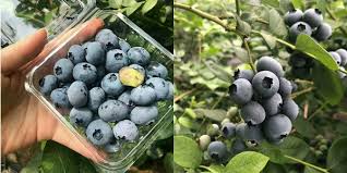 E236746, 2022 5/11 costs and financial viability of blueberry production in pelotas survey was 3 x. Our Greatest Strength Is Diversity In Blueberry Varieties