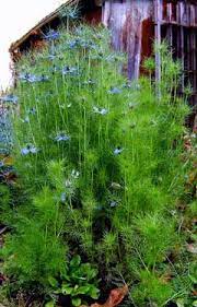 Some common names for nigella include, black cumin , fennel flower and love in a mist. Nigella Damascena Love In A Mist Devil In The Bush Pfaf Plant Database
