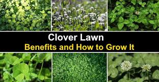 We did not find results for: Clover Lawn Benefits And How To Grow Clover Lawn