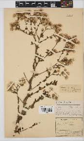 Image result for Pseudoconyza viscosa
