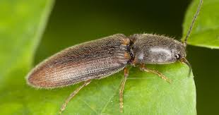 Drahtwurmer In 2020 Schadlinge Im Garten Giftige Pflanzen Tiere