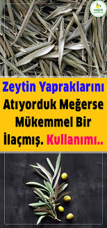 Zeytin Yapraklarini Atiyorduk Megerse Mukemmel Bir Ilacmis Health Herbalism Health Beauty