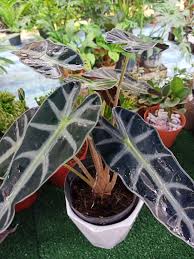 Pokok keladi tersebut menjadi lebih menarik dan cantik apabila dimasukkan ke dalam pasu hiasan. Tips Penjagaan Pokok Keladi Hentian Hijau Kg Melayu Facebook