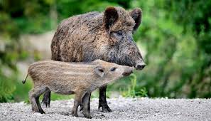 As nature intended, fossil farm's wild boar fall into the characteristics of the never ever program, where antibiotics, hormones and steroids are never administered. Wild Boar Genes Recreated Domestic Pigs Futurity