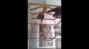 Are you see now top 10 decu kembang results on the web. Decu Kembang Gacor Youtube