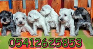 Schnauzer Dogumu Minyaturler