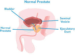 Image result for Prostate Anatomy