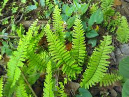 Image result for Adiantum vogelii